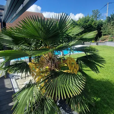 5* Palmenoase Am Pool Im Elsass * Blodelsheim